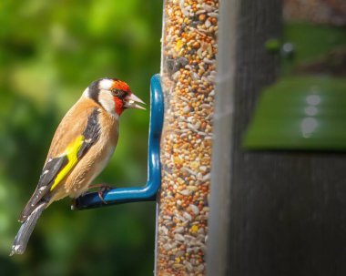 Altın Finch besleme istasyonuna tünemiş, Hauxley Doğa Rezervi, Haziran 2025