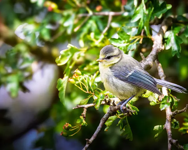 Juvenile Fledgling Blue Tit sitting on a branch, Stakeford, Northumberland June 2024