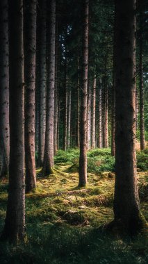 Hava kararıyor, Fırın İnce Doğa Koruma Alanı, Kielder Ormanı, Northumberland Haziran 2025
