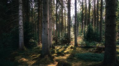 Hava kararıyor, Fırın İnce Doğa Koruma Alanı, Kielder Ormanı, Northumberland Haziran 2025