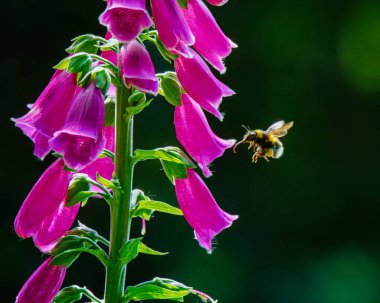 Bir yaban arısı içindeki tatlı nektarla beslenmek için bu Digitalis purpurea 'ya (yaygın yüksükotu) düzgünce sığmak için sıraya girer. Haziran 2025