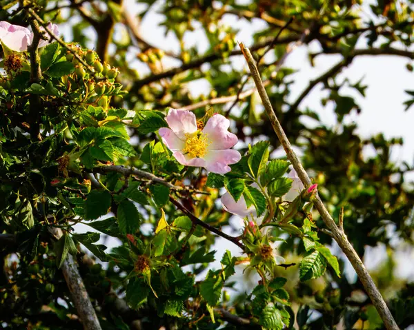 Rosehip Çiçeği. Güneşli bir yaz gününde çiçek açan gül kalçası çalısı, yakın plan. Gül kalça dalında zarif pembe çiçekler..
