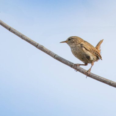 Jenny Wren şarkısını söylüyor, Stakeford Northumberland 'da tünemiş Haziran 2025