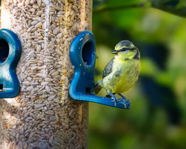 Juvenile Fledgling Blue Tit sitting on a bird feeder, Hauxley, Northumberland June 2025