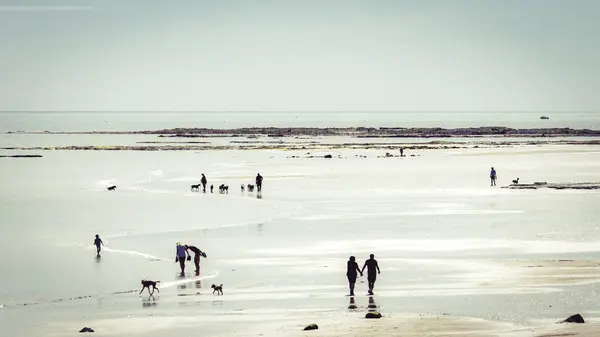 Amble Kumulları 'ndan Low Hauxley, Northumberland Haziran 2025