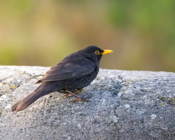 Taş duvara tünemiş erkek karatavuk, Seaton Sluice Northumberland Haziran 2025