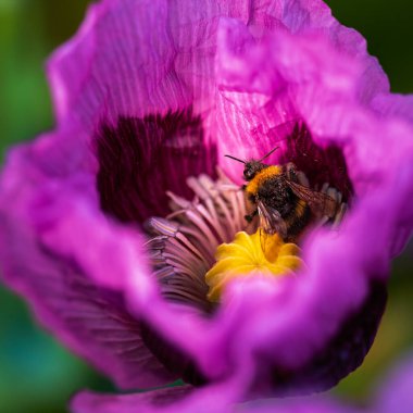 Gelincikler ve Arılar, Northumberland Haziran 2026