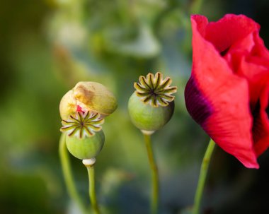 Gelincikler ve Arılar, Northumberland Haziran 2026