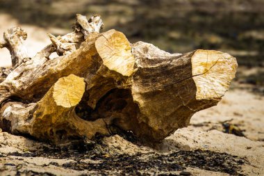 Büyük bir odun parçası, 2025 Haziran 'ında Northumberland kıyısı boyunca kıyıya vurdu.