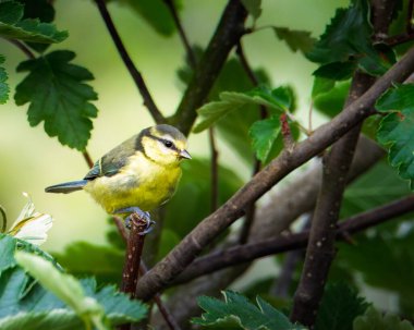 Juvenile Fledgling Blue Tit sitting on a bird feeder and perched, Hauxley, Northumberland June 2025