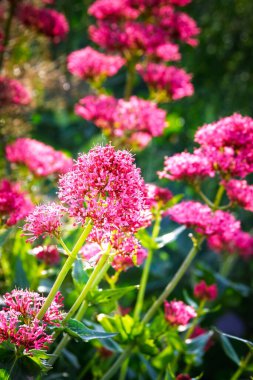 Kırmızı Valerian, parlak gün ışığında, Amble Kumulları Haziran 2025