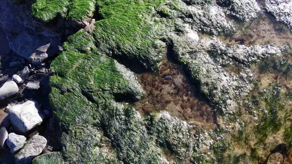 Dinozor Ayak İzleri Sahili, Skye Adası, İskoçya. Ornithopod 'ların ayak izleri, bir grup otobur, iki ayaklı dinozor.