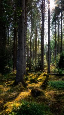 Kielder Forrest Northumberland 'ın çamları arasından geçen benekli ışık Haziran 2025