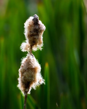 Typha latifolia, yaygın olarak Bulrush ya da Broadleaf Cattail Bedworth Sloughs olarak bilinir, Warwickshire Temmuz 2025
