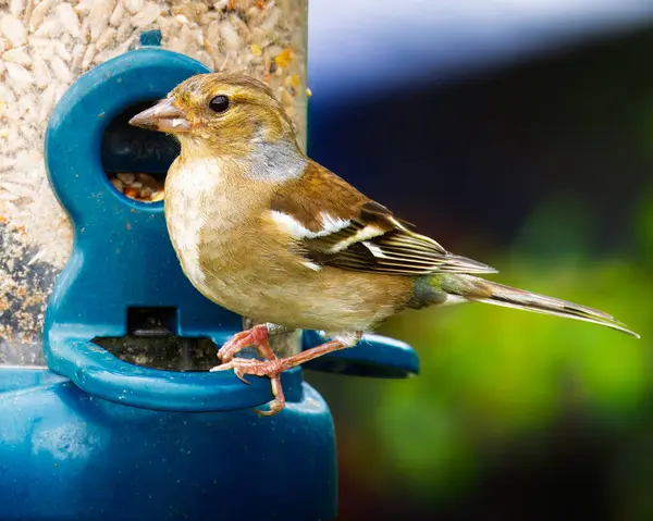 Dişi Chaffinch, Hauxley Doğa Koruma Alanı, Northumberland, Haziran 2025