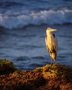 Grey Heron Seaton Sluice, Northumberland 'da günbatımının keyfini çıkarıyor, Temmuz 2025