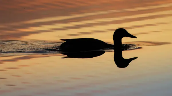 Coquet, Amble, Northumberland 'daki Ördeklerin son hafif görüntüleri Temmuz 2025.