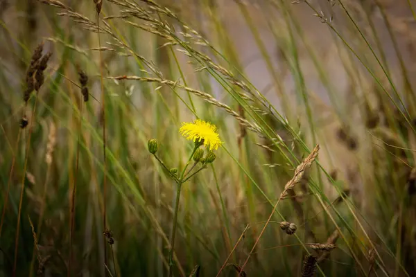 Ebedi dişi devedikeni, Sonchus arvensis, sarı deve dikeni, Northumberland 2025
