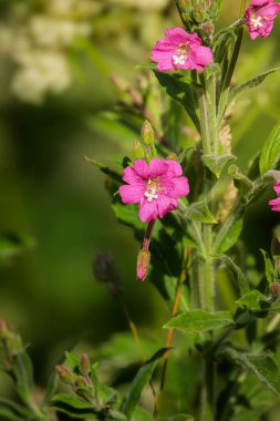 Epilobium parviflorum, yaygın olarak büyük willowhere olarak bilinir, Bedworth Sloughs Warwickshire Temmuz 2025