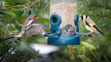 Gold Finch ve Chaffinch, Hauxley Doğa Rezervi, Northumberland 'de bir besleyicide, Temmuz 2025