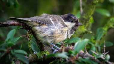Coal Tit, eating nuts at Hauxley Nature Reserve, Northumberland