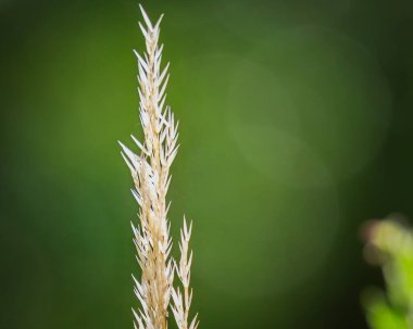 Tüy Reed Çimeni tohumlanacak. Bedworth Temmuz 2025