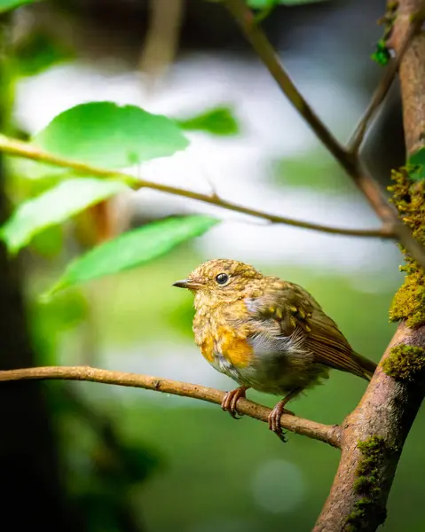 Juvenile Robin, tüneyen ve böcek avlayan Humford Ormanı, Northumberland Temmuz 2025