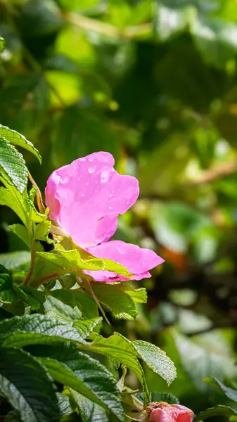 Rosa Rugosa, bilinen adıyla Ramanas Gülü, Hauxley Doğa Koruma Alanı, Temmuz 2025