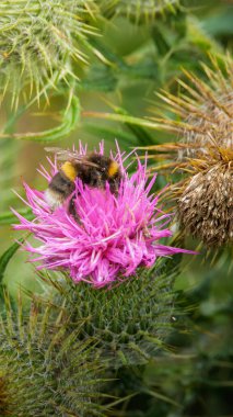 Ortak Knapweed 'e yakın plan yeşil bulanık arka plan, Hauxley Doğa Rezervi, Northumberland, Temmuz 2025 