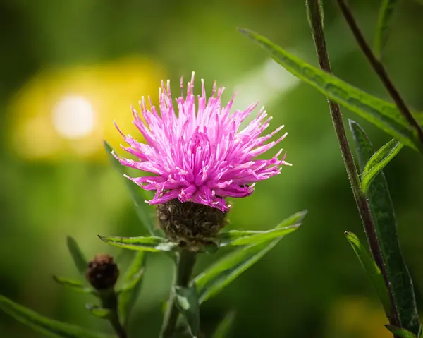 Ortak Knapweed 'e yakın plan yeşil bulanık arka plan, Hauxley Doğa Rezervi, Northumberland, Temmuz 2025 