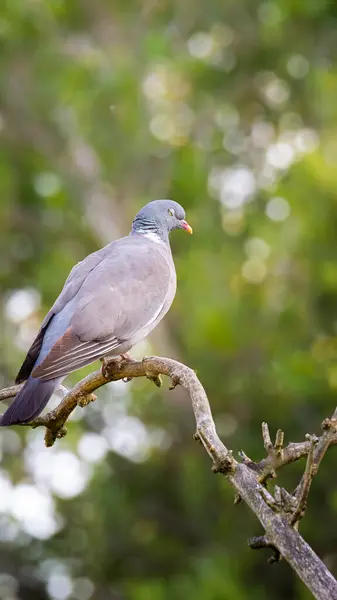 Güvercin, Bedworth Sloughs 'a tünemiş, Bedworth, Warwickshire, Temmuz 2025. 