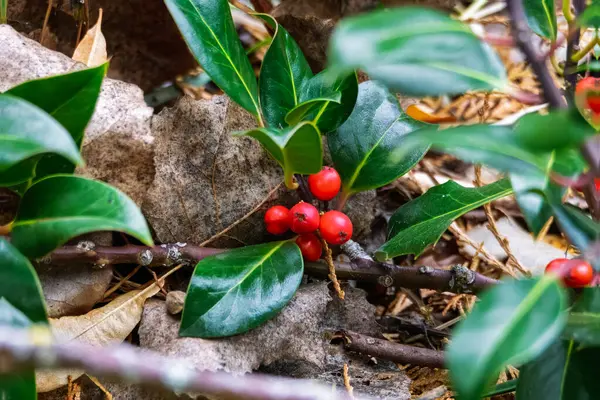 Hawthorn meyveleri sonbahar günışığında ağaç dallarında, Hauxley Doğa Rezervi, Northumberland, Eylül 2025
