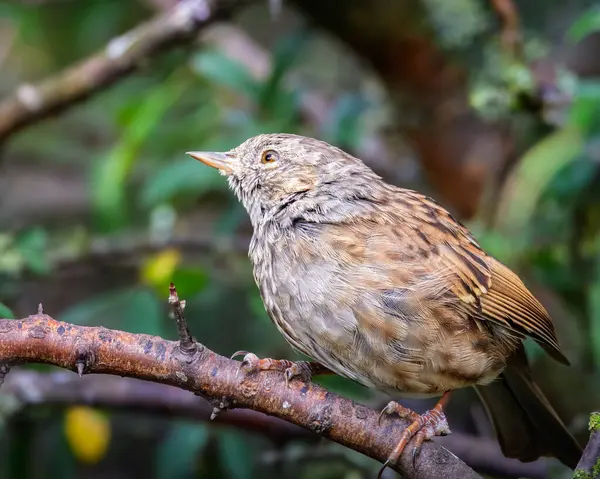 Meraklı Dunnock, Prunella Modularis, ince kahverengi ve gri tüyleriyle, Hauxley Doğa Koruma Alanı, Ağustos 2025 