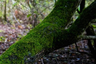 Brandon Woods 'un yeşil yapraklarından süzülen benekli güneş ışığı, cennet gibi bir ormanlık alan, Warwickshire Eylül 2025