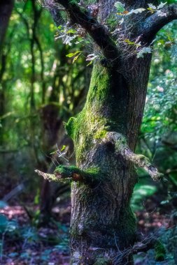 Brandon Woods 'un yeşil yapraklarından süzülen benekli güneş ışığı, cennet gibi bir ormanlık alan, Warwickshire Eylül 2025