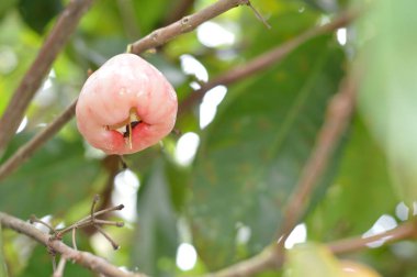 Olgun pembe bir elmanın (Syzygium samarangense) üzerinde yeşil bokeh bulunan bir ağaç dalına yakın durun. Çiğ taneleri öpülmüş, canlı ve taze. Tropik meyve, çiftlik ya da botanik temalar için mükemmel..
