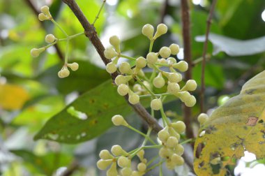 Tropik su çiçeği tomurcukları (Syzygium aqueum) odak noktasında. Zarif, kremalı ve neredeyse çiçek açıyor. Botanik ve eğitimsel kullanım için mükemmel