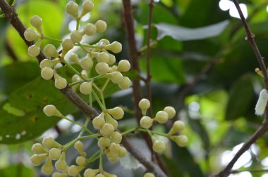 Tropikal bir dalda Syzygium aqueum çiçek tomurcuklarını kapatın. Kremalı kümeler çiçek açmaya hazır, botanik, eğitici veya tropikal tarım görselleri için mükemmel.