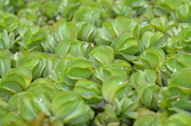 Yüksek çözünürlüklü Salvinia tacizciliği, su damlacıkları, biyolojik çeşitlilik, sulak arazi ekolojisi ve koruma temaları için mükemmel.