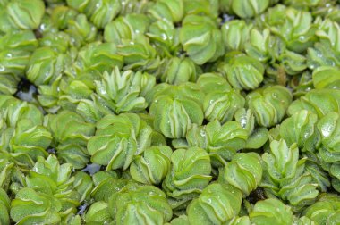 Dev salvinia 'nın detaylı makro görüntüsü, canlı yeşil yapraklar ve köpüklü su damlaları. Çevresel, botanik ve ekolojik projeler için ideal.