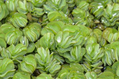 Salvinia tacizlerinin yakın çekimleri, zengin yeşil renkler ve karmaşık dokular içeriyor. Su ekosistemlerini, biyolojik çeşitliliği ve koruma çabalarını resmetmek için mükemmel..