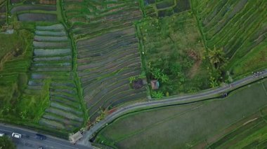 Teraslı pirinç tarlaları, geleneksel Subak sulama ve yumuşak sabah ışığı altında manzaralı dağların yer aldığı Jatiluwih, Tabanan, Bali 'deki kırsal manzaranın havadan görünüşü.