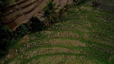 Jatiluwih, Tabanan, Bali 'deki kırsal alan manzarası teraslı pirinç tarlalarını, Subak sulama sistemini ve bulutlu öğleden sonra ışığı altında dağ manzarasını gösteriyor..