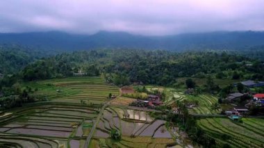 Jatiluwih, Tabanan, Bali 'deki kırsal alan manzarası teraslı pirinç tarlalarını, Subak sulama sistemini ve bulutlu öğleden sonra ışığı altında dağ manzarasını gösteriyor..