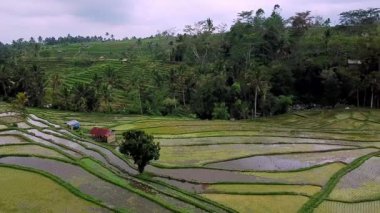 Jatiluwih, Tabanan, Bali 'deki kırsal alan manzarası teraslı pirinç tarlalarını, Subak sulama sistemini ve bulutlu öğleden sonra ışığı altında dağ manzarasını gösteriyor..