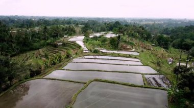 Jatiluwih, Tabanan, Bali 'deki kırsal alan manzarası teraslı pirinç tarlalarını, Subak sulama sistemini ve bulutlu öğleden sonra ışığı altında dağ manzarasını gösteriyor..