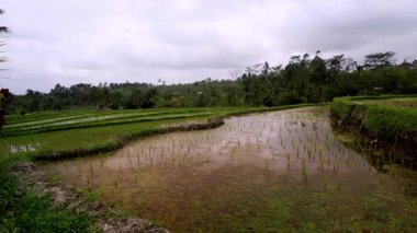 Yine de geniş teraslı pirinç tarlaları ve geleneksel Subak sulama sistemi ile Jatiluwih kırsal arazisini bulutlu öğleden sonra gökyüzü altında görüntüler..