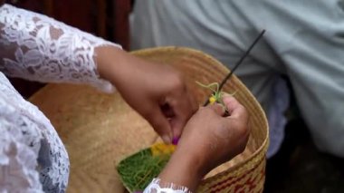 Tabanan, Bali, Endonezya 23 Ekim 2024: Jatiluwih cemaati üyeleri geleneksel bir Bali Hindu töreni sırasında Sri Rambut Tapınağı 'nda ibadet ederek refah tanrısını ruhani bağlılıkla onurlandırdılar..
