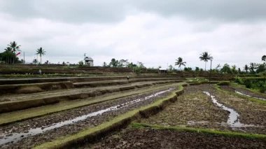 Tabanan, Bali, Endonezya Ekim 23, 2024: Bulutlu bir öğleden sonra, Balili çiftçilerin teraslı pirinç tarlalarında çalışarak geleneksel tarım faaliyetlerini ve Bali kırsalındaki Subak sulama faaliyetlerini gösteren hava manzarası.
