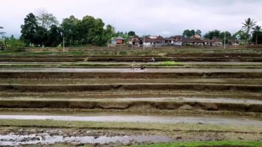 Tabanan, Bali, Endonezya Ekim 23, 2024: Bulutlu bir öğleden sonra, Balili çiftçilerin teraslı pirinç tarlalarında çalışarak geleneksel tarım faaliyetlerini ve Bali kırsalındaki Subak sulama faaliyetlerini gösteren hava manzarası.